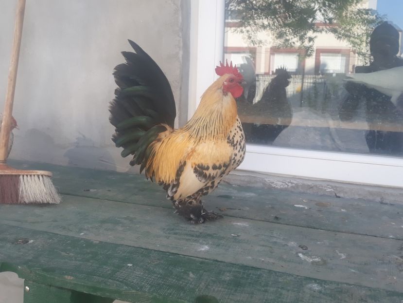  - Sectiunea 1A-Gaini mii de flori -oua si puisori!