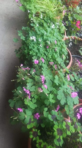 received_502919256989574 - Oxalis 2019