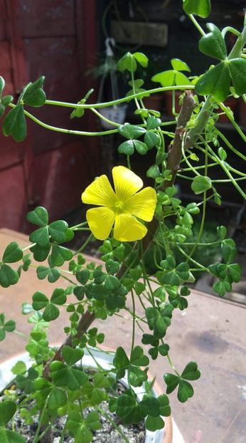 received_434039400884320 - Oxalis 2019