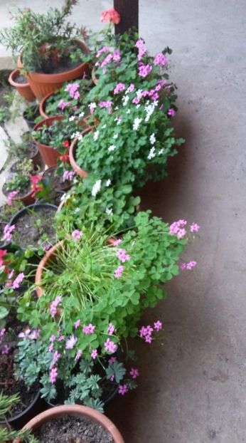 received_1038984243147045 - Oxalis 2019