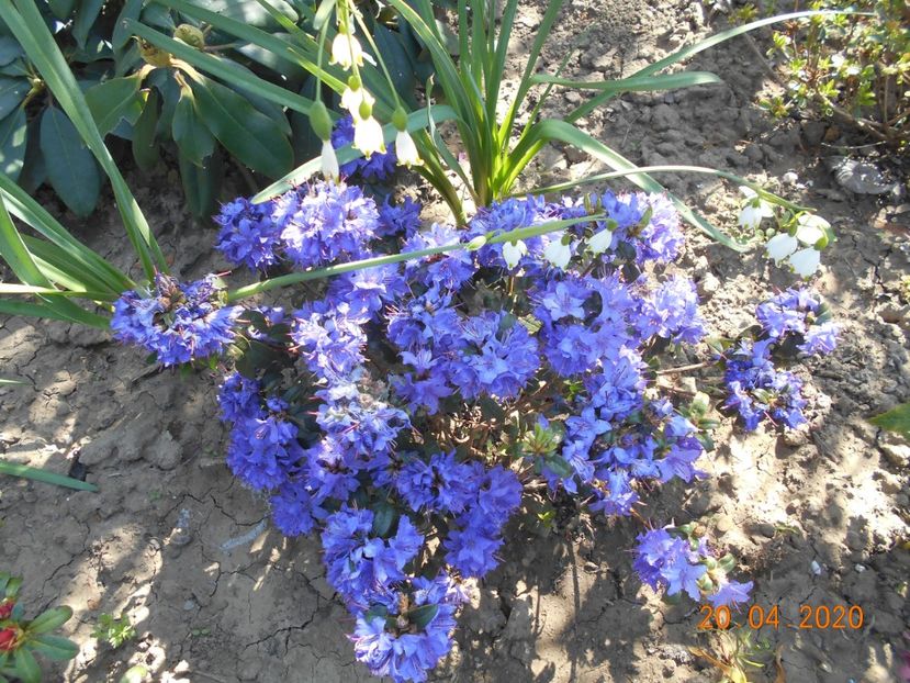 Azalea blue tit - 1Azalee-rhododendroni-heleborusi-hortensii-hoste 2020