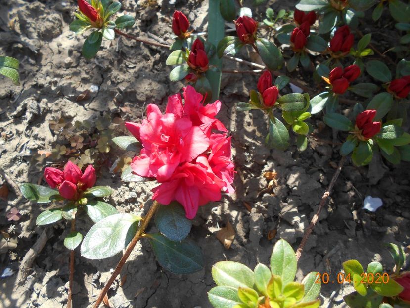  - 1Azalee-rhododendroni-heleborusi-hortensii-hoste 2020