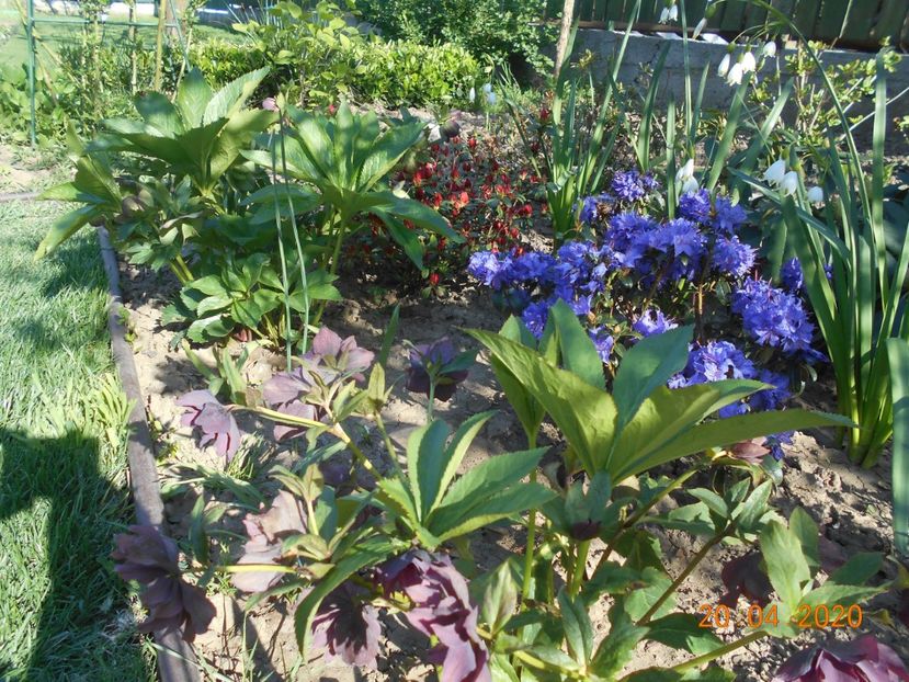  - 1Azalee-rhododendroni-heleborusi-hortensii-hoste 2020