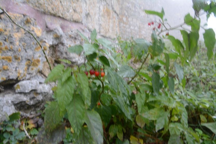  - 2019 18 20 octombrie 2019 CONSTANTA VIV