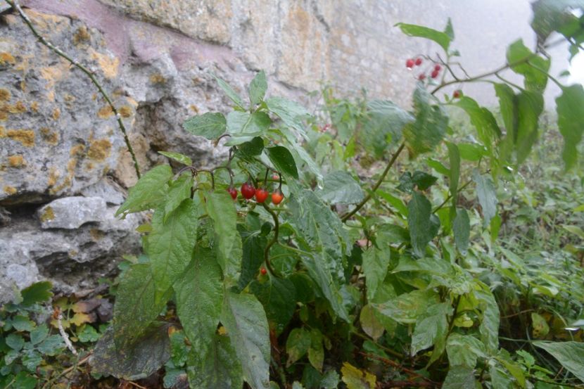  - 2019 18 20 octombrie 2019 CONSTANTA VIV