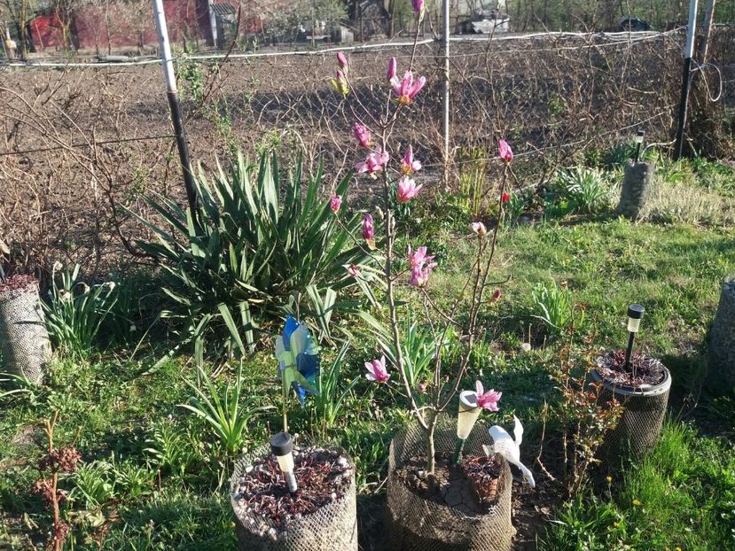 94089525_541108690142089_8552135821778485248_n (1) - primavara 2020