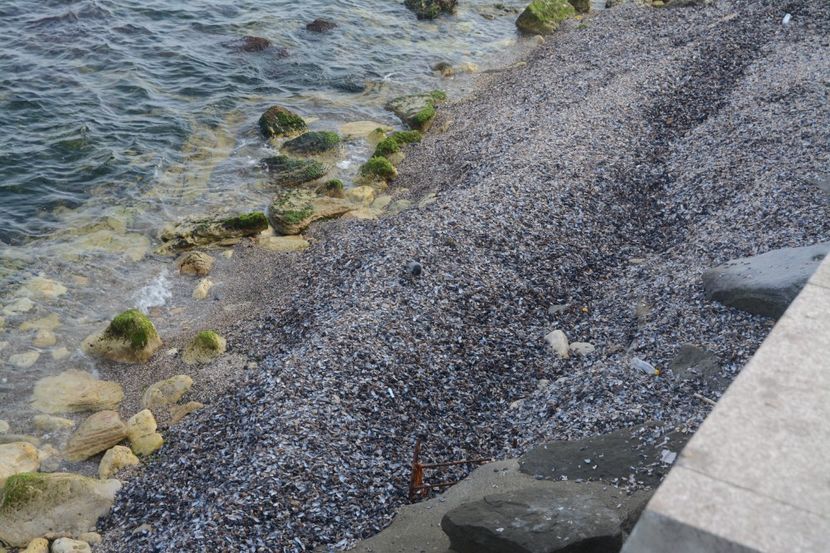  - 2019 18 20 octombrie 2019 CONSTANTA VIV