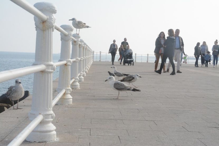  - 2019 18 20 octombrie 2019 CONSTANTA VIV