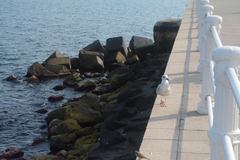  - 2019 18 20 octombrie 2019 CONSTANTA VIV