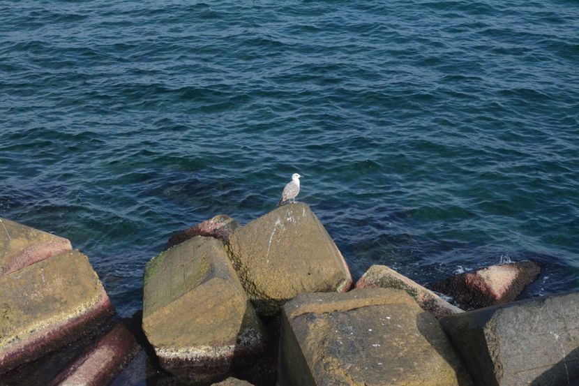  - 2019 18 20 octombrie 2019 CONSTANTA VIV