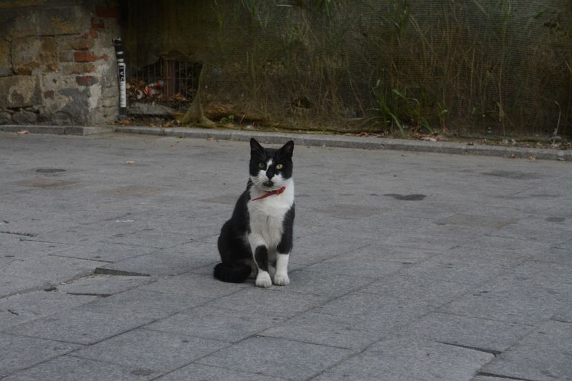  - 2019 18 20 octombrie 2019 CONSTANTA VIV