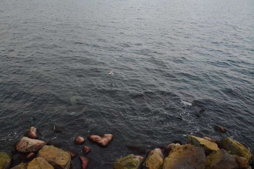  - 2019 18 20 octombrie 2019 CONSTANTA VIV