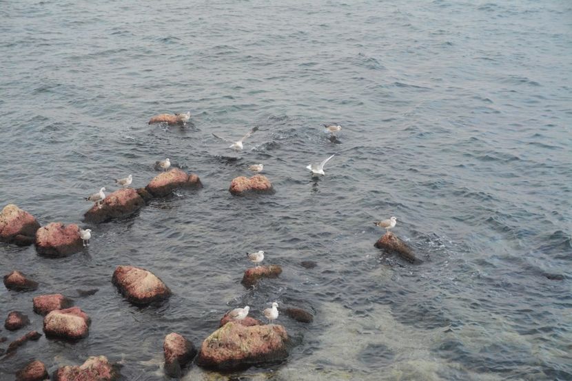  - 2019 18 20 octombrie 2019 CONSTANTA VIV