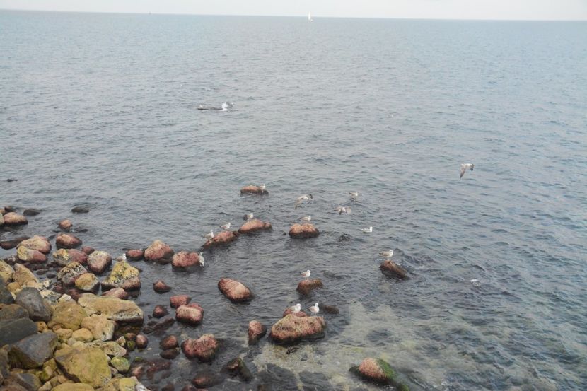  - 2019 18 20 octombrie 2019 CONSTANTA VIV