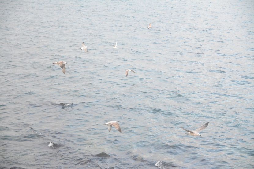  - 2019 18 20 octombrie 2019 CONSTANTA VIV