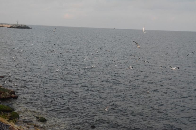  - 2019 18 20 octombrie 2019 CONSTANTA VIV