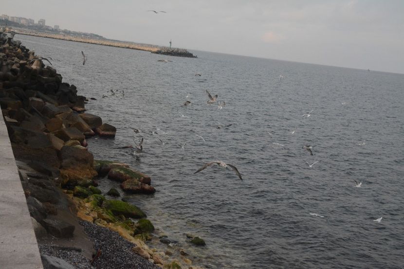  - 2019 18 20 octombrie 2019 CONSTANTA VIV