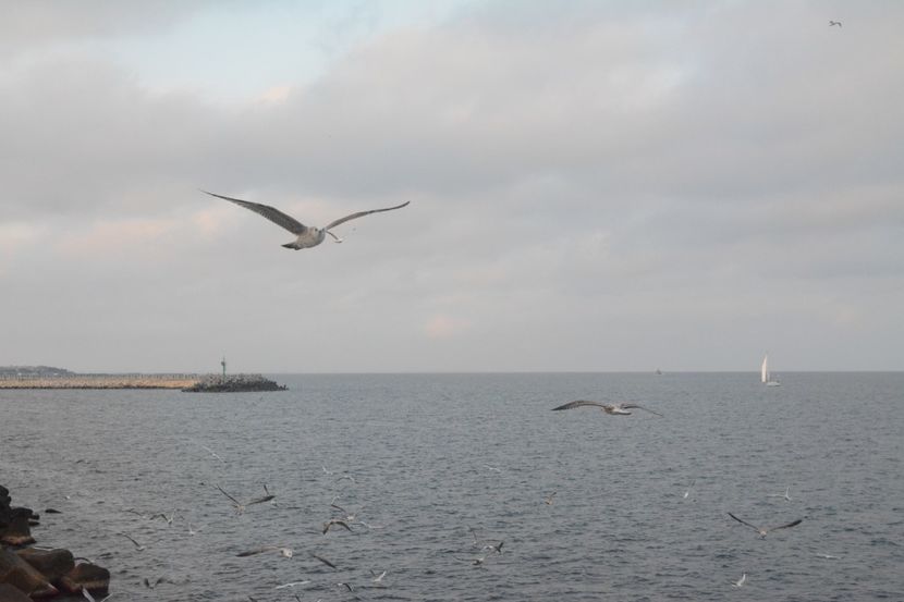  - 2019 18 20 octombrie 2019 CONSTANTA VIV