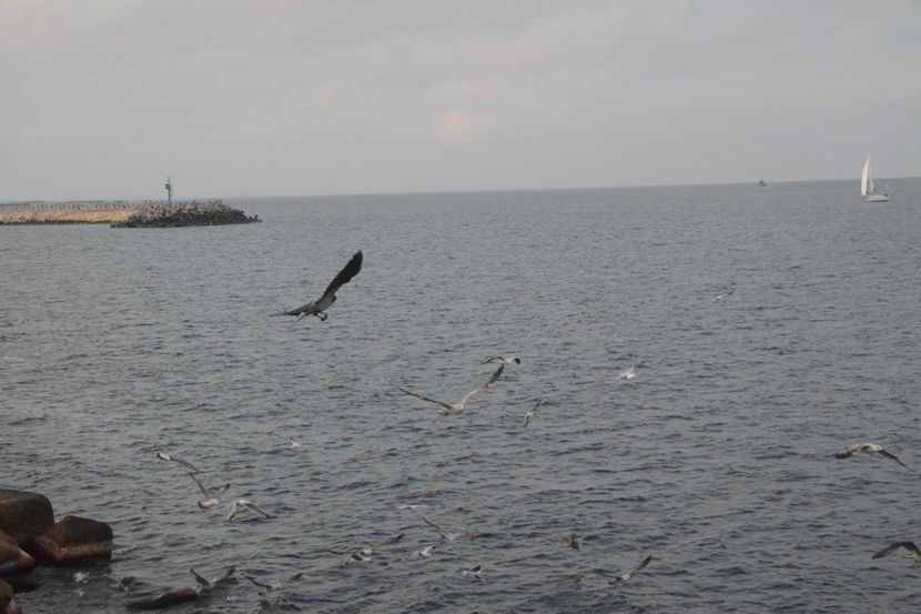  - 2019 18 20 octombrie 2019 CONSTANTA VIV