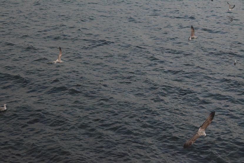  - 2019 18 20 octombrie 2019 CONSTANTA VIV