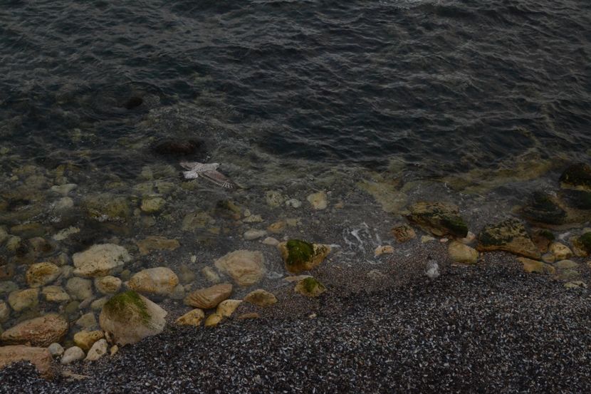  - 2019 18 20 octombrie 2019 CONSTANTA VIV