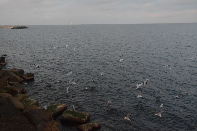  - 2019 18 20 octombrie 2019 CONSTANTA VIV