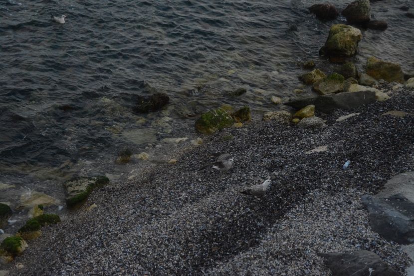  - 2019 18 20 octombrie 2019 CONSTANTA VIV