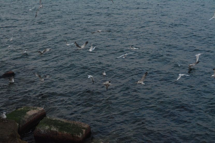  - 2019 18 20 octombrie 2019 CONSTANTA VIV