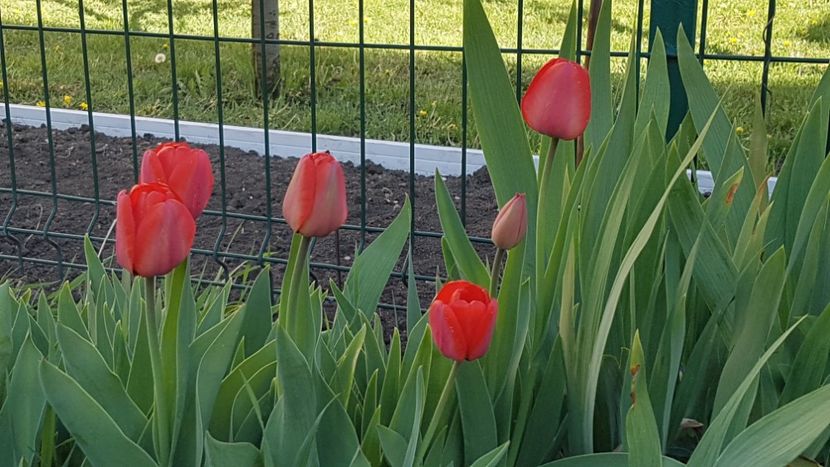 Rosiile clasice- un soi foarte rezistent - Aprilie 2020