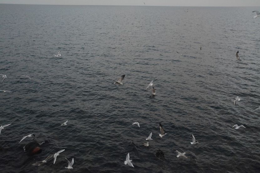  - 2019 18 20 octombrie 2019 CONSTANTA VIV