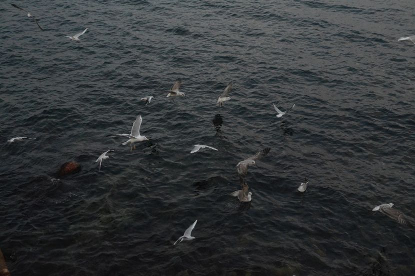  - 2019 18 20 octombrie 2019 CONSTANTA VIV