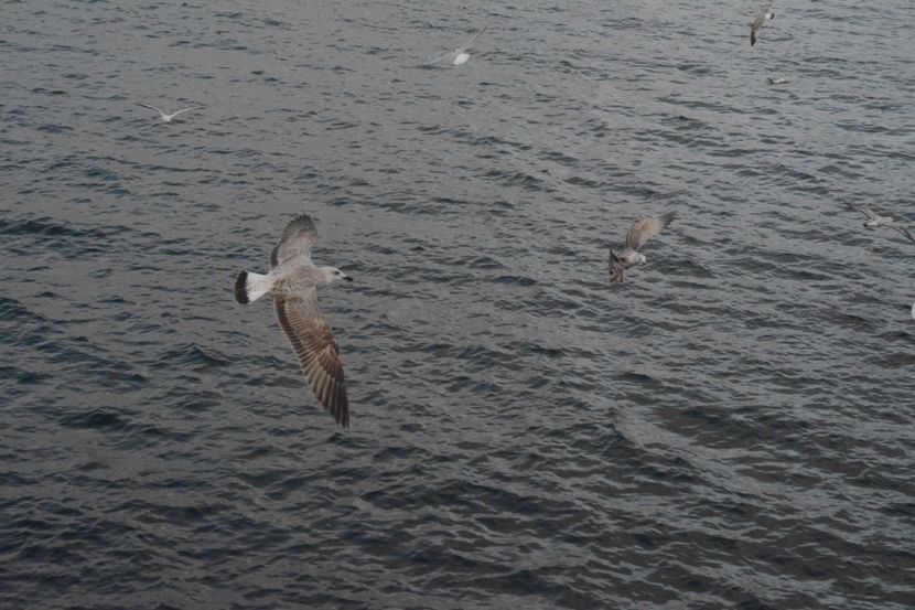  - 2019 18 20 octombrie 2019 CONSTANTA VIV