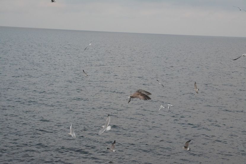  - 2019 18 20 octombrie 2019 CONSTANTA VIV