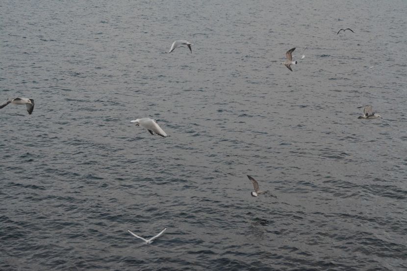  - 2019 18 20 octombrie 2019 CONSTANTA VIV