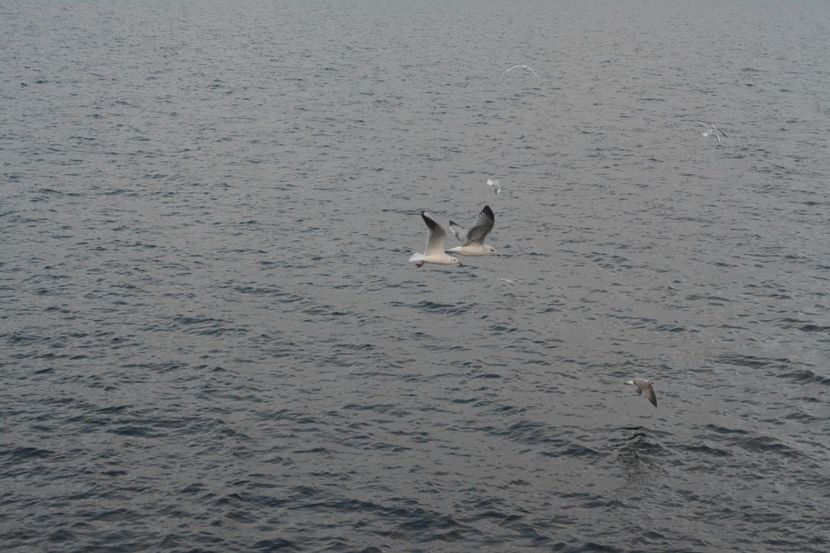  - 2019 18 20 octombrie 2019 CONSTANTA VIV