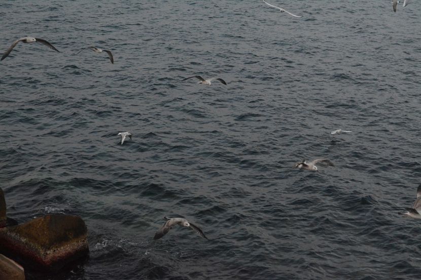  - 2019 18 20 octombrie 2019 CONSTANTA VIV