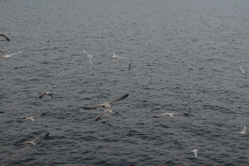  - 2019 18 20 octombrie 2019 CONSTANTA VIV