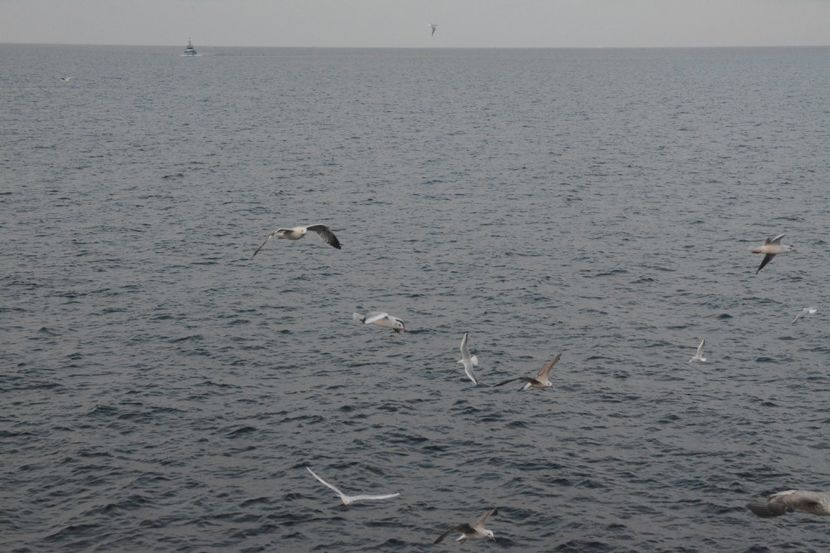  - 2019 18 20 octombrie 2019 CONSTANTA VIV