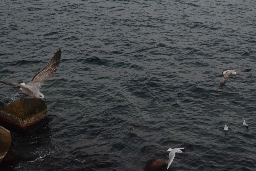  - 2019 18 20 octombrie 2019 CONSTANTA VIV