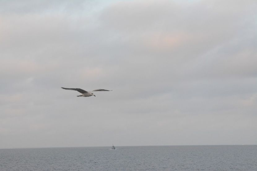  - 2019 18 20 octombrie 2019 CONSTANTA VIV