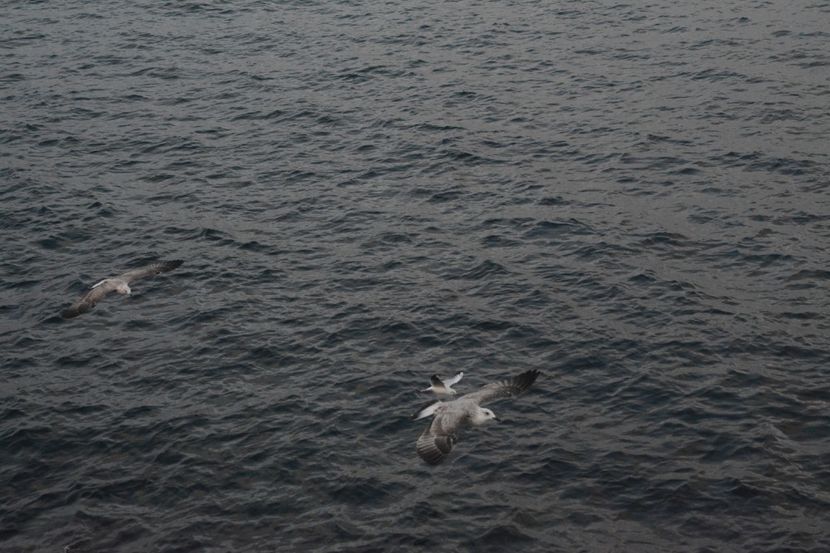  - 2019 18 20 octombrie 2019 CONSTANTA VIV