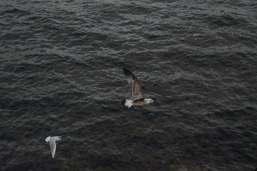  - 2019 18 20 octombrie 2019 CONSTANTA VIV