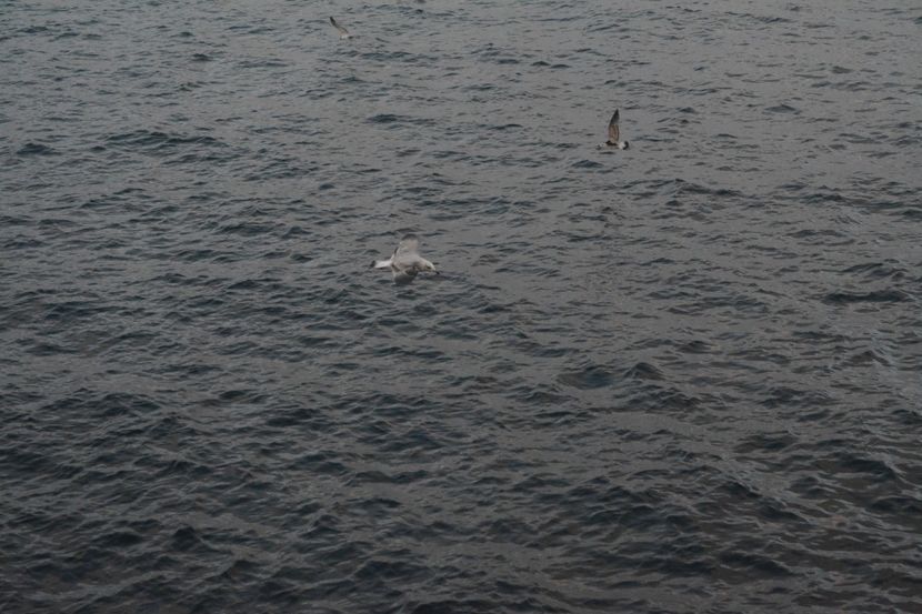  - 2019 18 20 octombrie 2019 CONSTANTA VIV