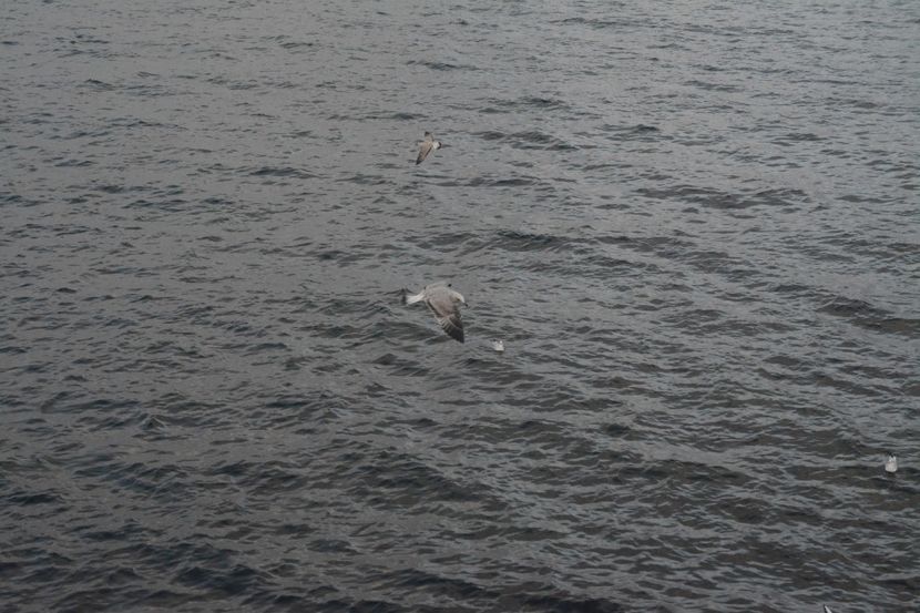  - 2019 18 20 octombrie 2019 CONSTANTA VIV