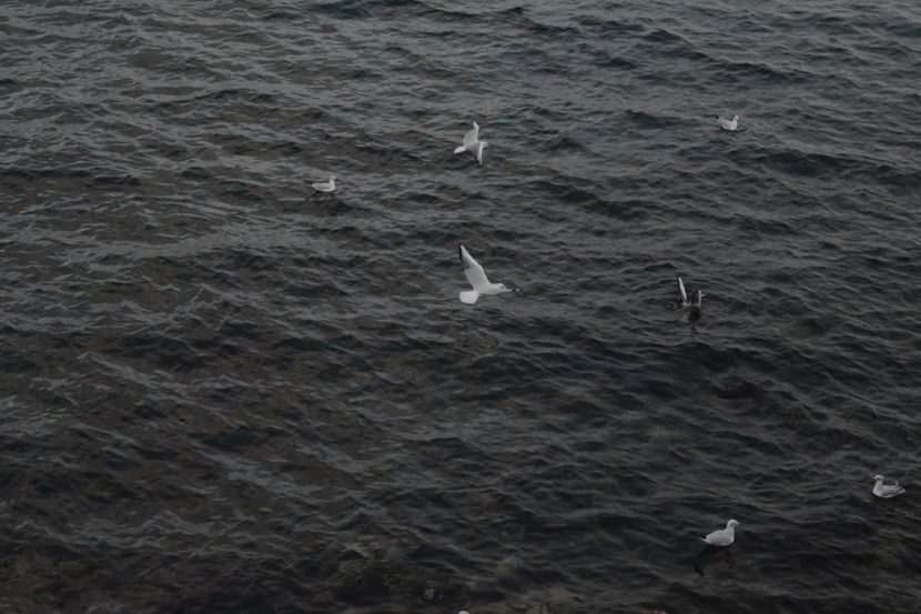  - 2019 18 20 octombrie 2019 CONSTANTA VIV