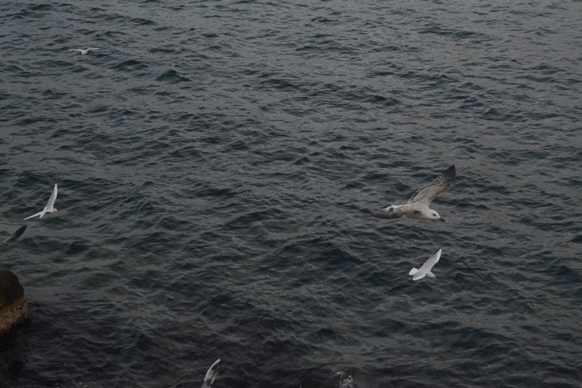  - 2019 18 20 octombrie 2019 CONSTANTA VIV