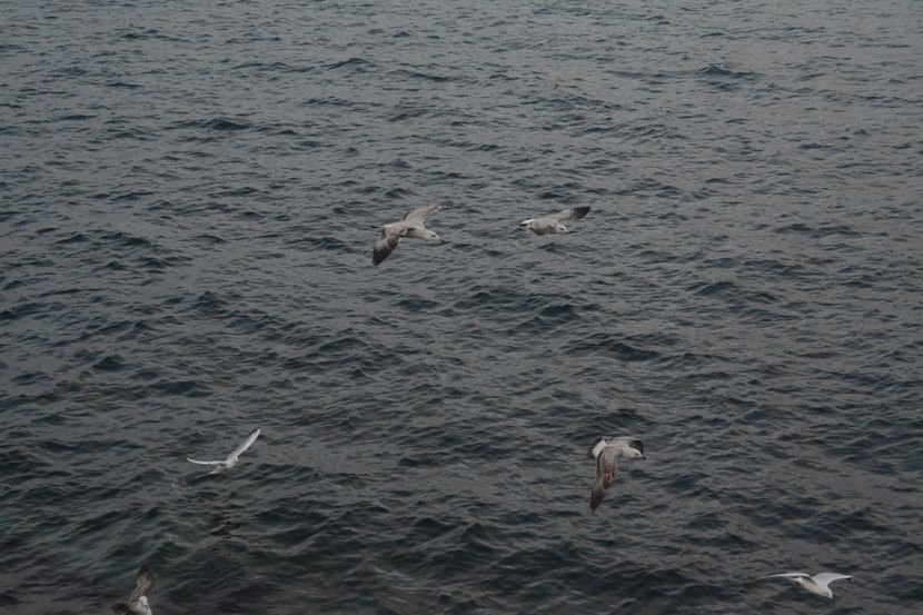  - 2019 18 20 octombrie 2019 CONSTANTA VIV