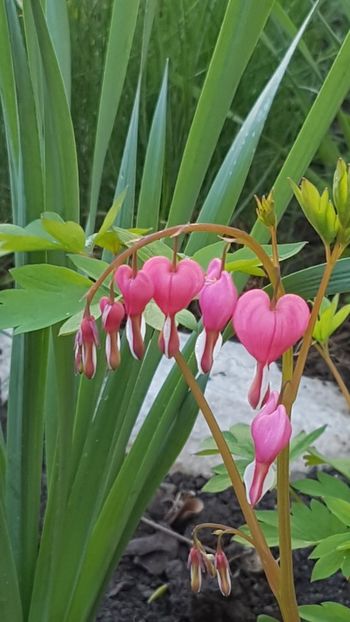 Dicentra roz - Aprilie 2020