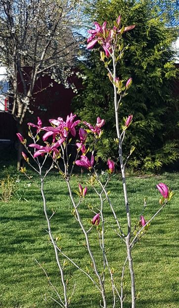 Magnolie care infloreste destul de tarziu - Aprilie 2020