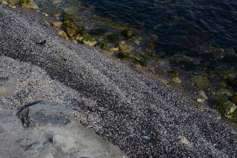  - 2019 18 20 octombrie 2019 CONSTANTA VIV